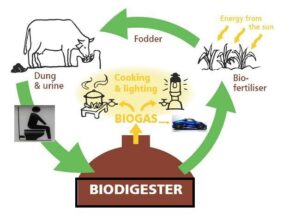 Biogas generation from cow dung
