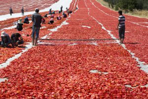 sun drying of chili peppers
