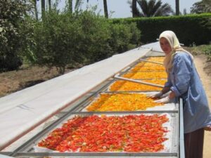 sun drying of foods