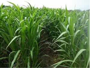 Napier Grass for CNG