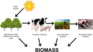 Biomass materials in nature for cooking