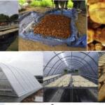 Sun drying techniques for food